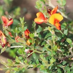 Mirbelia oxylobioides at Yackandandah, VIC - 5 Jan 2025 by KylieWaldon