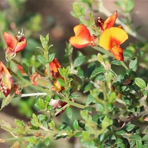 Mirbelia oxylobioides at Yackandandah, VIC - 5 Jan 2025 07:34 AM