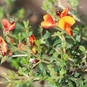 Mirbelia oxylobioides at Yackandandah, VIC by KylieWaldon