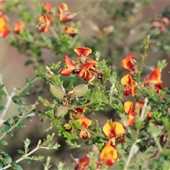 Mirbelia oxylobioides at Yackandandah, VIC - 5 Jan 2025 07:34 AM