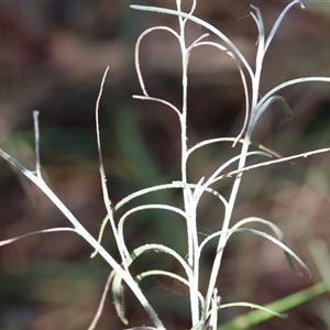 Senecio quadridentatus at Yackandandah, VIC - 5 Jan 2025 07:39 AM