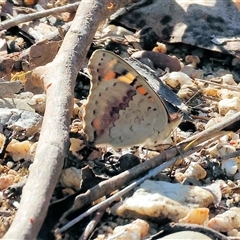 Junonia villida (Meadow Argus) at Yackandandah, VIC - 5 Jan 2025 by KylieWaldon