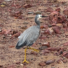 Egretta novaehollandiae (White-faced Heron) at Collaroy, NSW - 18 Jan 2025 by Hejor1