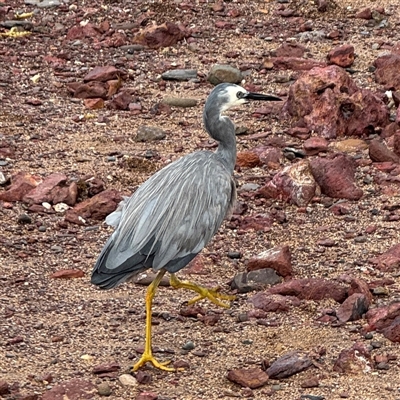 Egretta novaehollandiae (White-faced Heron) at Collaroy, NSW - 18 Jan 2025 by Hejor1