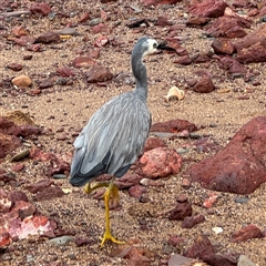 Egretta novaehollandiae at Collaroy, NSW - 18 Jan 2025 04:22 PM