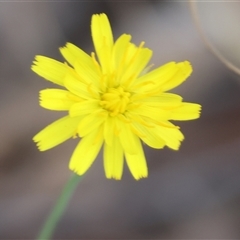 Unverified Daisy at Yackandandah, VIC - 5 Jan 2025 by KylieWaldon