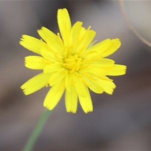 Unidentified Daisy at Yackandandah, VIC by KylieWaldon