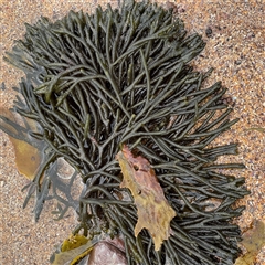 Codium fragile at Collaroy, NSW - 18 Jan 2025 by Hejor1