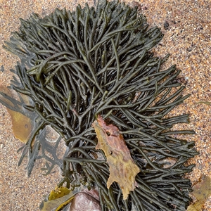 Codium fragile at Collaroy, NSW by Hejor1