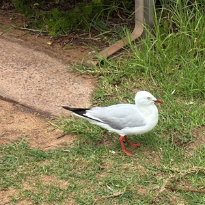 Chroicocephalus novaehollandiae (Silver Gull) at Collaroy, NSW by Hejor1