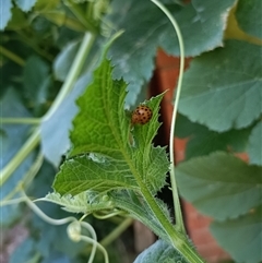 Epilachna sumbana (A Leaf-eating Ladybird) at Holt, ACT - 19 Jan 2025 by 8Illbugyou8