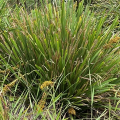 Lomandra longifolia (Spiny-headed Mat-rush, Honey Reed) at Collaroy, NSW - 18 Jan 2025 by Hejor1