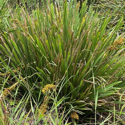 Lomandra longifolia (Spiny-headed Mat-rush, Honey Reed) at Collaroy, NSW - 18 Jan 2025 by Hejor1