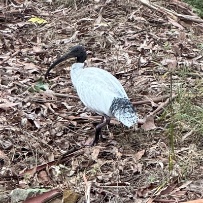 Threskiornis molucca (Australian White Ibis) at North Ryde, NSW - 18 Jan 2025 by Hejor1