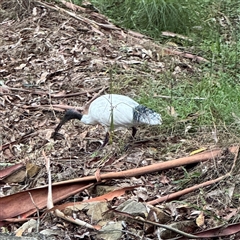 Threskiornis molucca at North Ryde, NSW - 18 Jan 2025 03:36 PM