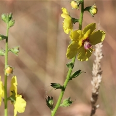 Verbascum virgatum (Green Mullein) at Yackandandah, VIC - 5 Jan 2025 by KylieWaldon