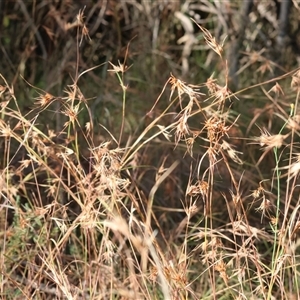 Themeda triandra at Yackandandah, VIC - 5 Jan 2025 07:47 AM