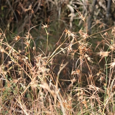 Themeda triandra at Yackandandah, VIC - 4 Jan 2025 by KylieWaldon