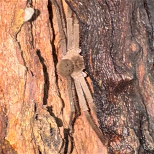 Isopeda sp. (genus) at North Ryde, NSW by Hejor1