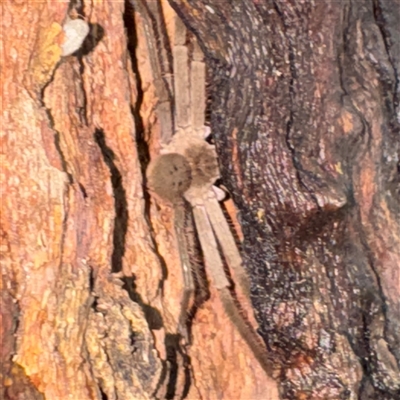 Isopeda sp. (genus) at North Ryde, NSW - 18 Jan 2025 by Hejor1