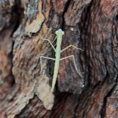 Mantodea (order) at North Ryde, NSW - 18 Jan 2025 by Hejor1