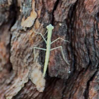 Mantodea (order) at North Ryde, NSW - 18 Jan 2025 by Hejor1