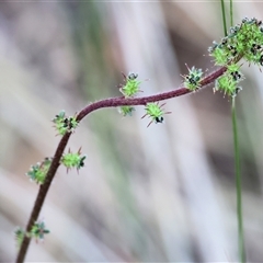 Acaena (genus) at Yackandandah, VIC - 5 Jan 2025 by KylieWaldon