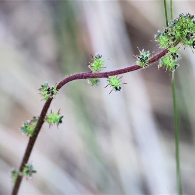 Acaena (genus) at Yackandandah, VIC - 4 Jan 2025 by KylieWaldon