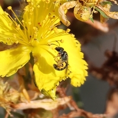 Unidentified Bee (Hymenoptera, Apiformes) at Yackandandah, VIC - 4 Jan 2025 by KylieWaldon