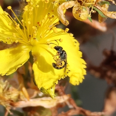 Unidentified Bee (Hymenoptera, Apiformes) at Yackandandah, VIC - 4 Jan 2025 by KylieWaldon