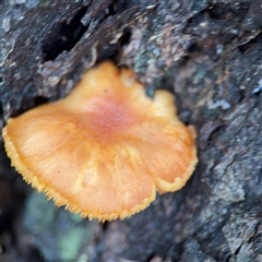 zz Polypore (shelf/hoof-like) at North Ryde, NSW - 18 Jan 2025 by Hejor1