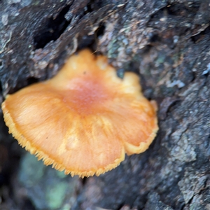 zz Polypore (shelf/hoof-like) at North Ryde, NSW by Hejor1