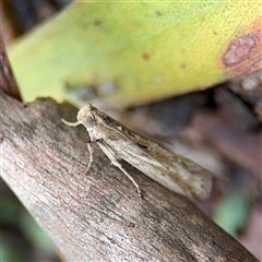 Faveria laiasalis at North Ryde, NSW - 18 Jan 2025 by Hejor1