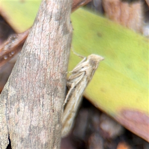 Faveria laiasalis at North Ryde, NSW - 18 Jan 2025 03:21 PM