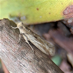 Faveria laiasalis at North Ryde, NSW - 18 Jan 2025 03:21 PM