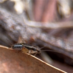 Bobilla sp. (genus) (A Small field cricket) at North Ryde, NSW - 18 Jan 2025 by Hejor1