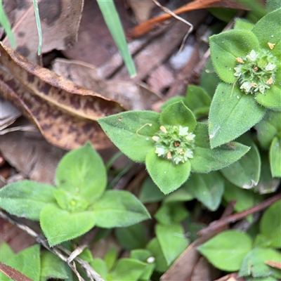 Richardia brasiliensis at North Ryde, NSW - 18 Jan 2025 by Hejor1