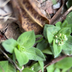 Richardia brasiliensis at North Ryde, NSW - 18 Jan 2025 03:20 PM