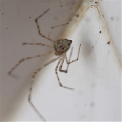 Cryptachaea gigantipes (White porch spider) at North Ryde, NSW - 18 Jan 2025 by Hejor1