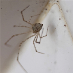 Cryptachaea gigantipes at North Ryde, NSW - 18 Jan 2025 03:19 PM