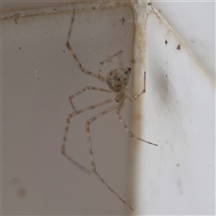 Cryptachaea gigantipes at North Ryde, NSW - 18 Jan 2025 03:19 PM