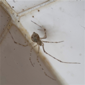 Cryptachaea gigantipes at North Ryde, NSW - 18 Jan 2025 03:19 PM