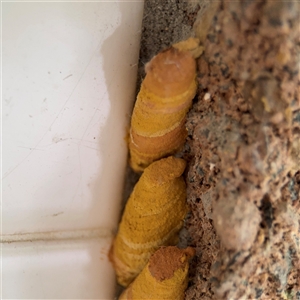 Apocrita (suborder) Nest at North Ryde, NSW - 18 Jan 2025 03:18 PM