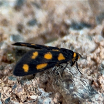 Asura cervicalis (Spotted Lichen Moth) at North Ryde, NSW - 18 Jan 2025 by Hejor1