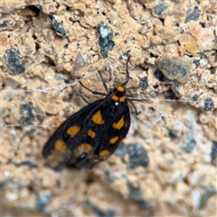 Asura cervicalis at North Ryde, NSW - 18 Jan 2025 03:18 PM