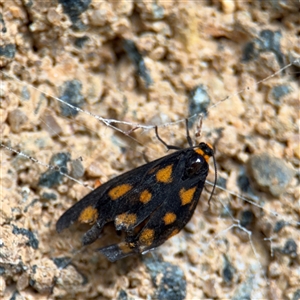 Asura cervicalis at North Ryde, NSW - 18 Jan 2025 03:18 PM