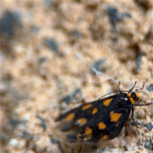 Asura cervicalis at North Ryde, NSW - 18 Jan 2025 03:18 PM