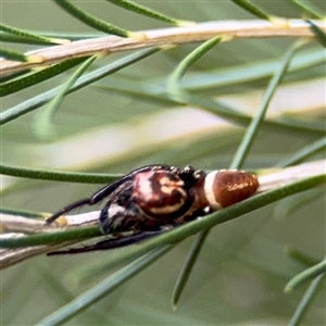 Opisthoncus sp. (genus) at North Ryde, NSW - 18 Jan 2025 03:14 PM