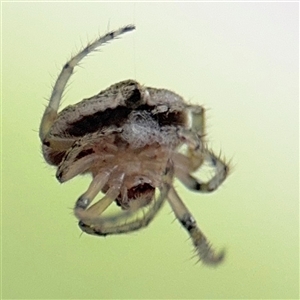 Dolophones sp. (genus) (Wrap-around spider) at North Ryde, NSW by Hejor1