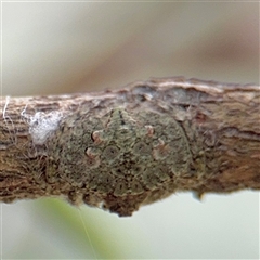 Dolophones sp. (genus) at North Ryde, NSW - 18 Jan 2025